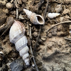 Plotiopsis balonnensis