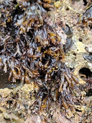 Mazzaella affinis