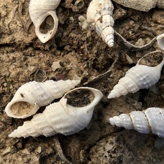 Plotiopsis balonnensis