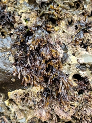 Mazzaella affinis
