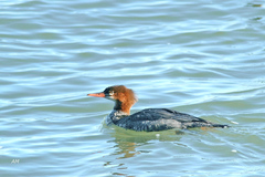 Mergus merganser