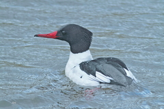 Mergus merganser