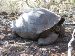Chelonoidis niger chathamensis
