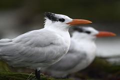 Royal Tern photo 3