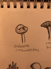 Hebeloma incarnatulum