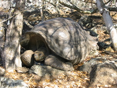 Chelonoidis niger chathamensis