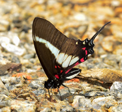 Protographium asius