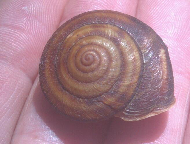 Trinity Bristlesnail