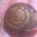 Trinity Bristle Snail - Photo (c) Tom Lawson, some rights reserved (CC BY-NC-ND), uploaded by Tom Lawson