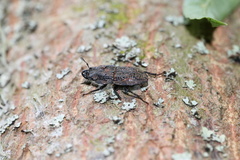 Erichius caelatus