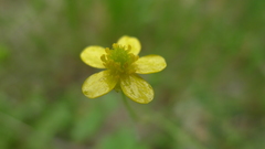 Ranunculus plebeius