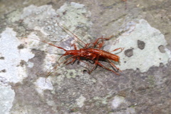 Chenoderus testaceus