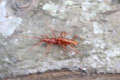 Chenoderus testaceus