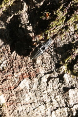 Homocyrtus dromedarius