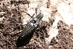 Homocyrtus dromedarius