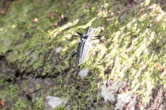 Homocyrtus dromedarius