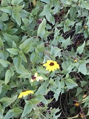 Helianthus debilis image