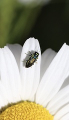 Bilyaxia concinna
