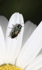 Bilyaxia concinna