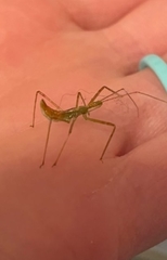 Insecta