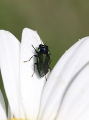 Bilyaxia concinna