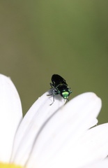 Bilyaxia concinna
