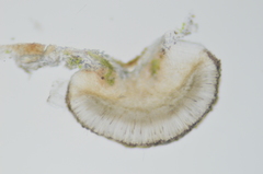 Bacidia arceutina