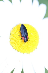 Romanophora verecunda