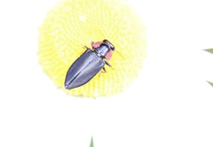 Romanophora verecunda