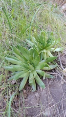 Dudleya candelabrum