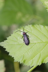 Pyractonema