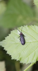 Pyractonema