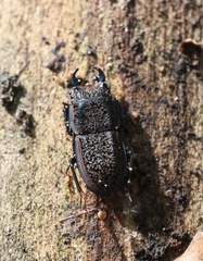 Erichius caelatus
