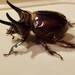 Ox Beetles - Photo (c) Morgan Hay, some rights reserved (CC BY), uploaded by Morgan Hay