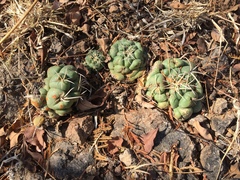 Coryphantha elephantidens