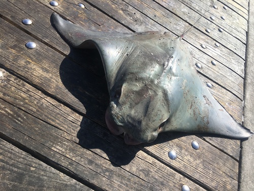 Brazilian cownose ray (Rhinoptera brasiliensis) — Myliobatidae — 2