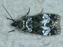 Eudonia protorthra