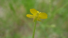 Ranunculus plebeius