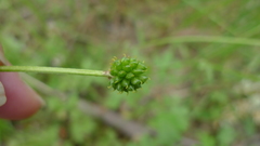Ranunculus plebeius