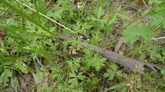 Ranunculus plebeius