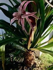 Crinum × amabile