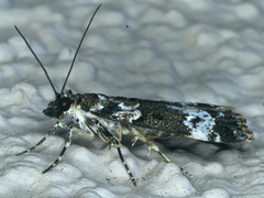 Eudonia protorthra