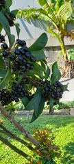 Ardisia squamulosa