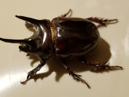 Smooth Ox Beetle