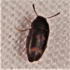 Litargus