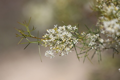 Grevillea paniculata