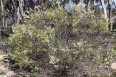 Grevillea paniculata