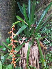 Guzmania multiflora