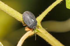 Macropygium spinolae
