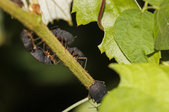 Macropygium spinolae